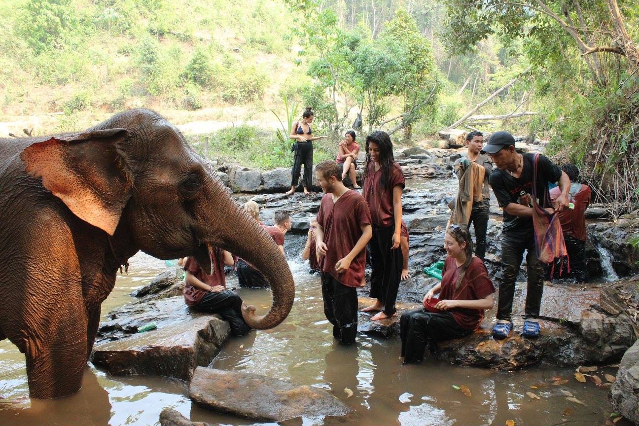 elephant nature park thailand