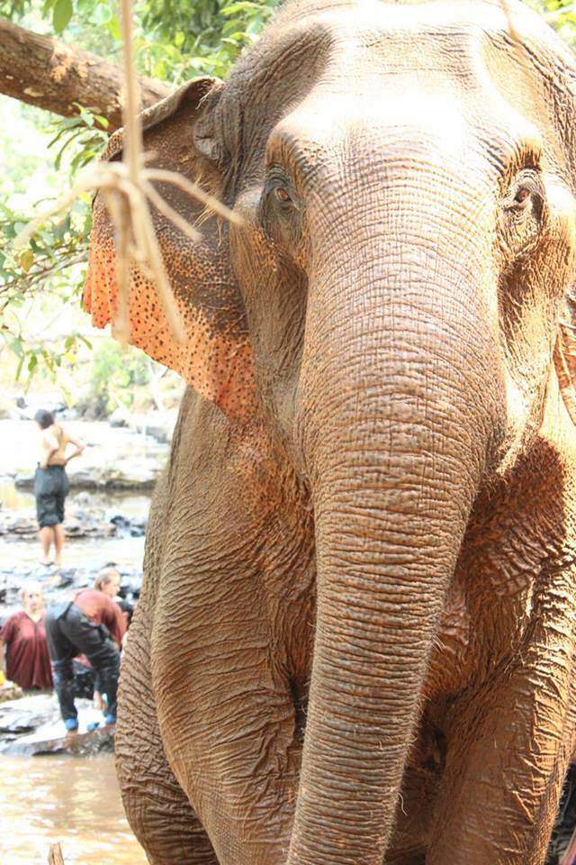 Elephant Nature Park Chiang Mai, Thailand