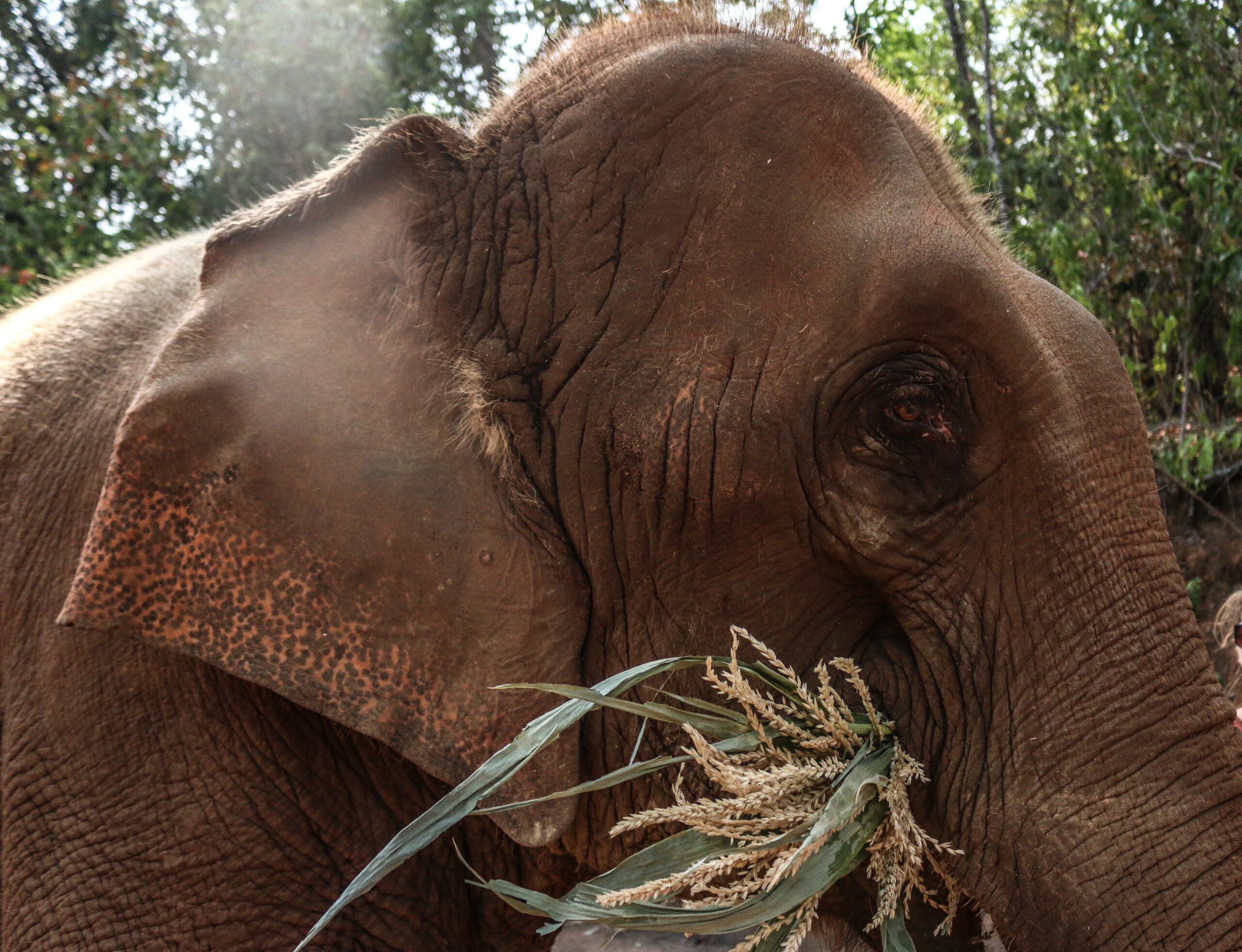 elephant nature park thailand 