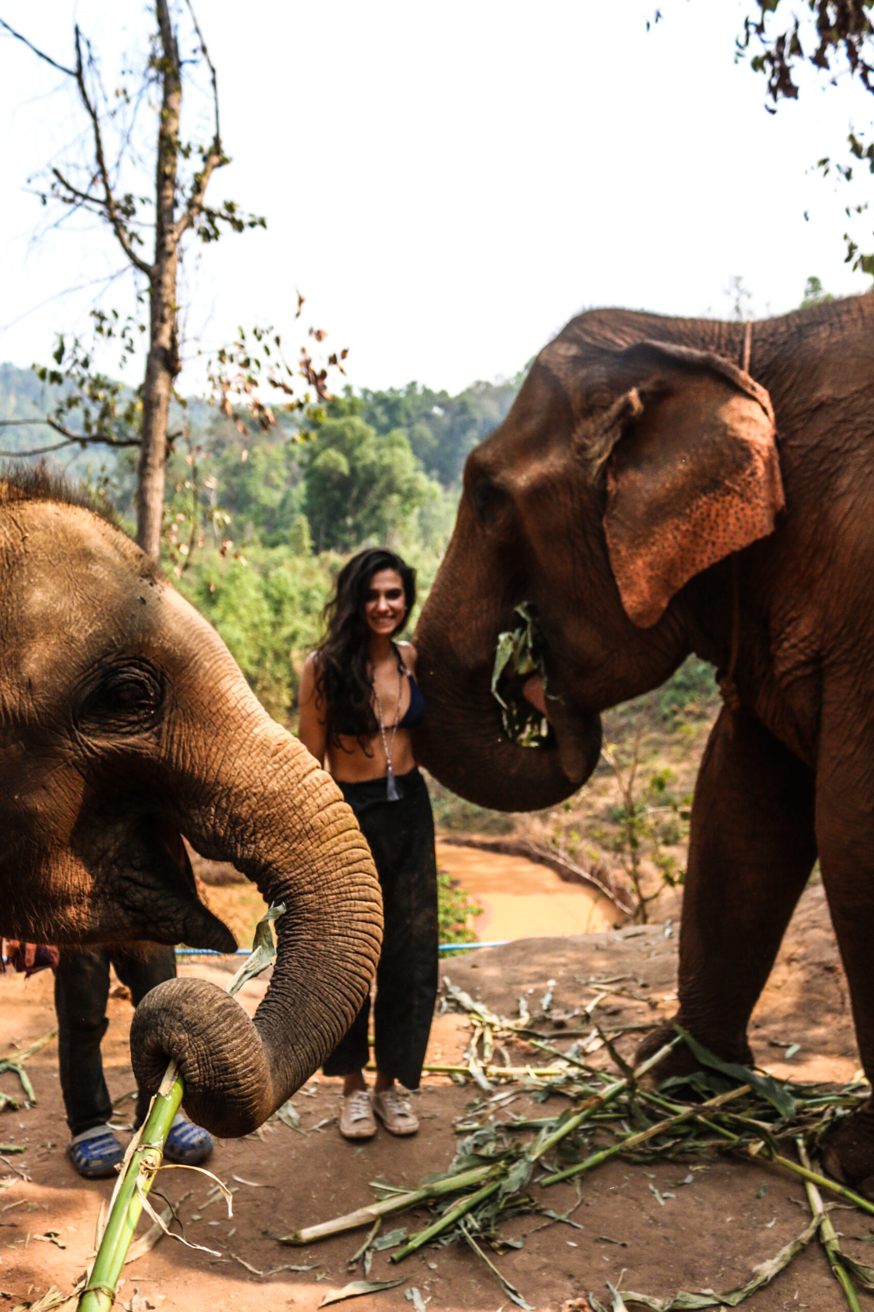 amy marietta elephants thailand