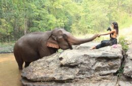 elephant nature park chiang mai thailand amy marietta