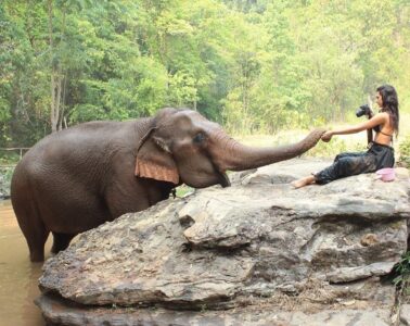 elephant nature park chiang mai thailand amy marietta