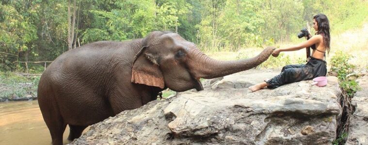 elephant nature park chiang mai thailand amy marietta