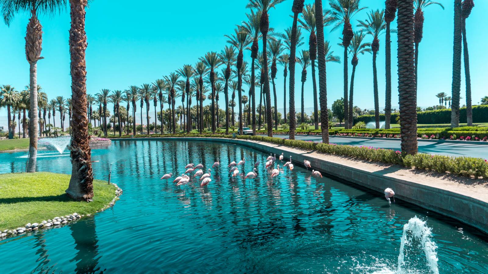 Flamingos In Palm Springs