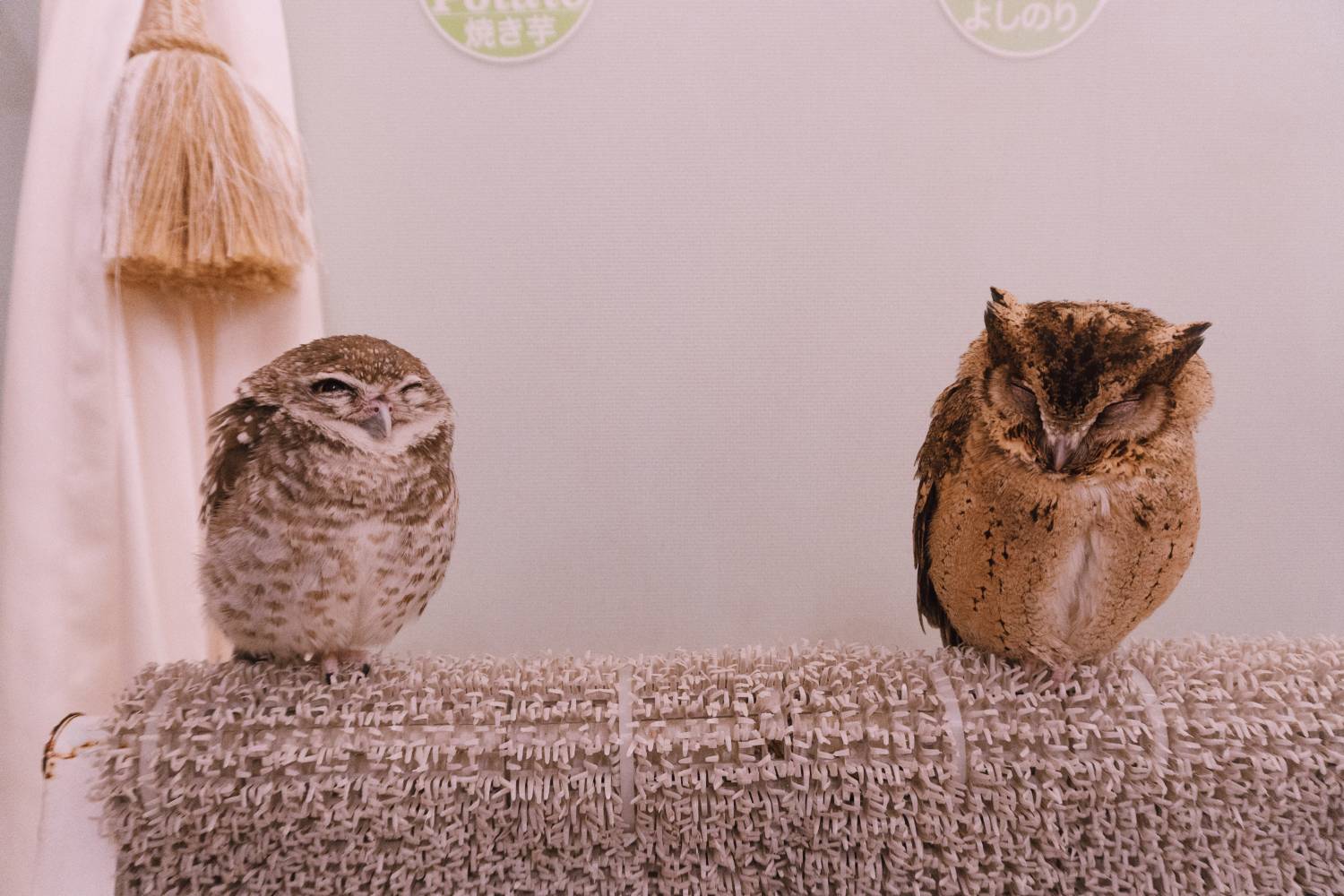 The Most Unique & Best Owl Cafe In Tokyo, Japan - Tokyo Travel Blog