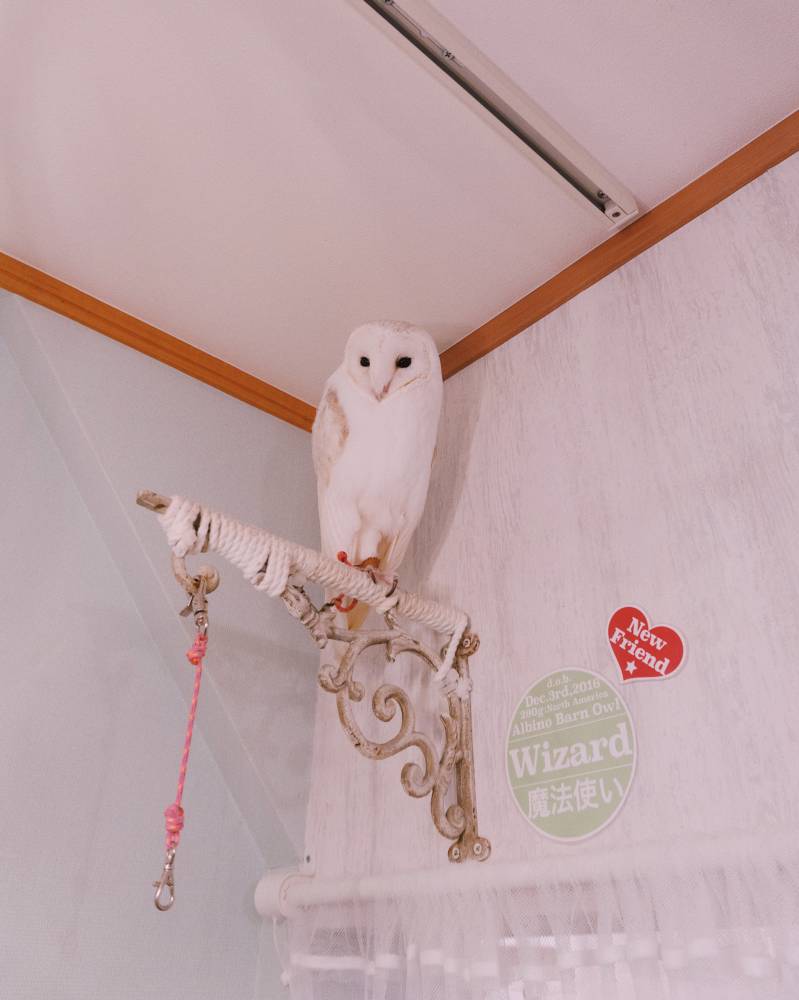 Akiba Fukurou Owl Cafe Tokyo