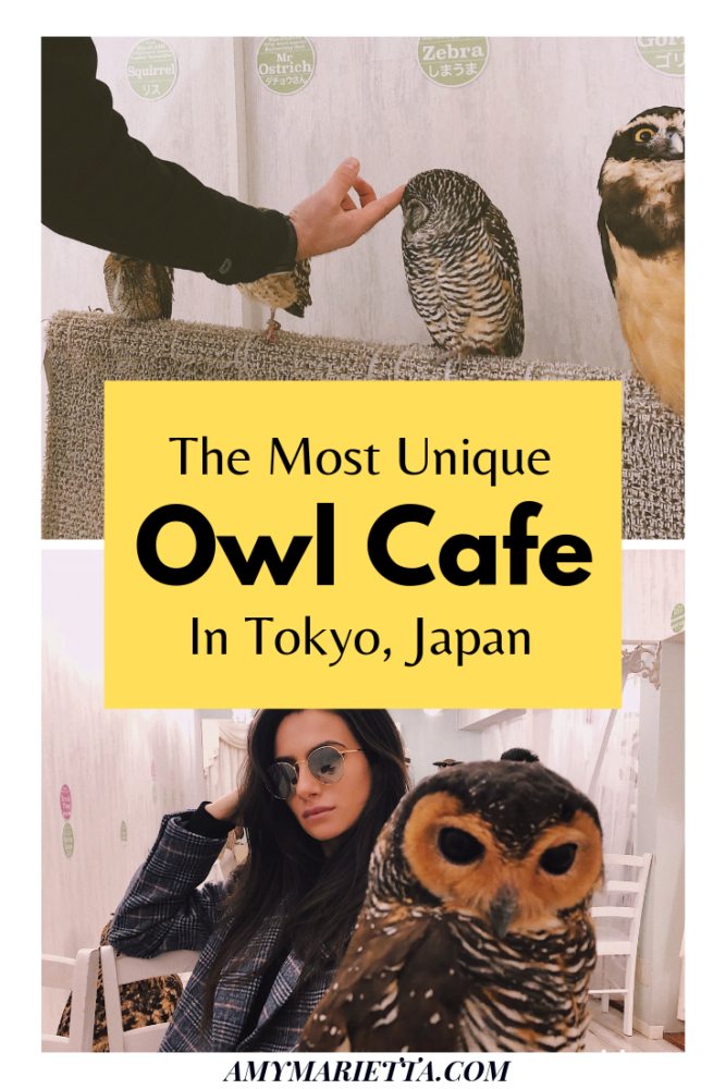 The Most Unique & Best Owl Cafe In Tokyo, Japan - @amy_marietta