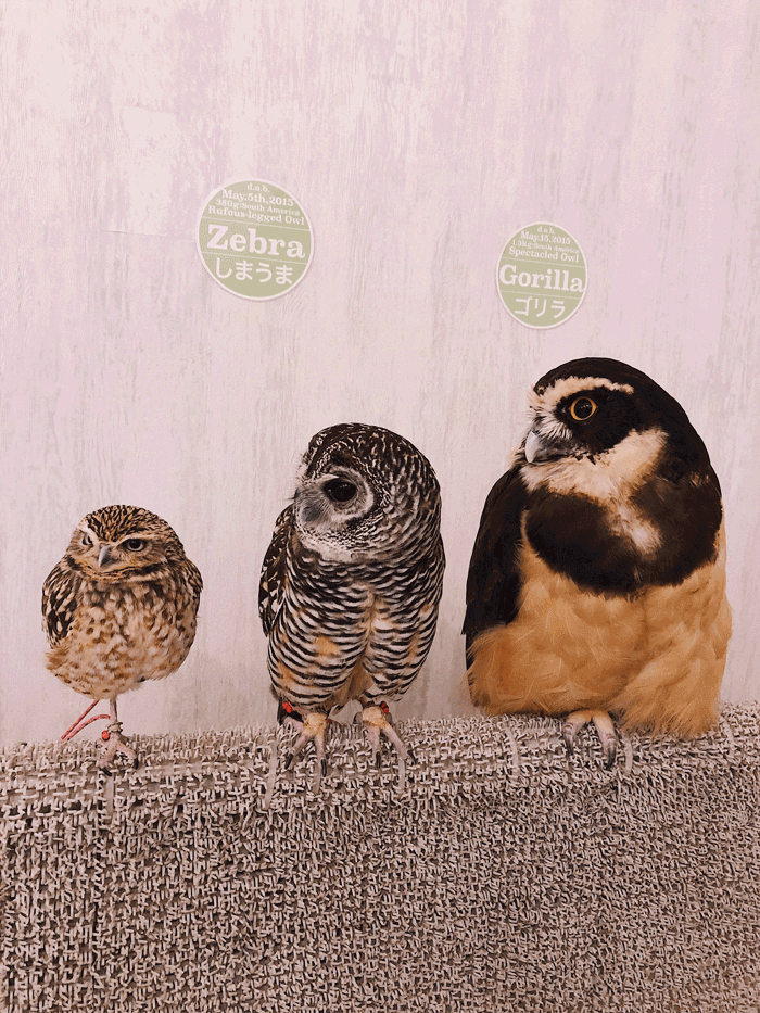 The Most Unique & Best Owl Cafe In Tokyo, Japan - Akiba Fukurou - Owl GIF