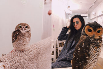 The Most Unique & Best Owl Cafe In Tokyo, Japan | Amy Marietta