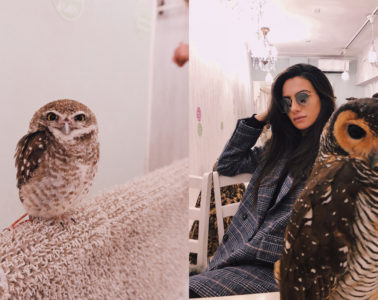 The Most Unique & Best Owl Cafe In Tokyo, Japan | Amy Marietta