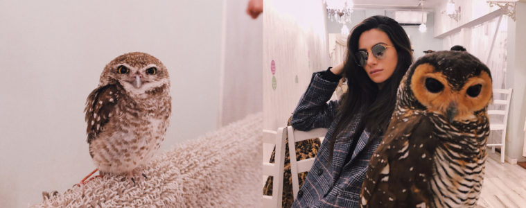 The Most Unique & Best Owl Cafe In Tokyo, Japan | Amy Marietta