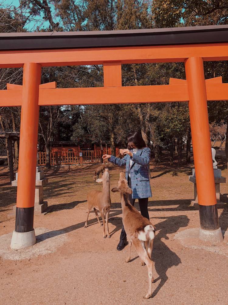 This Is The Best Kyoto Day Trip! Nara, Japan Deer Park