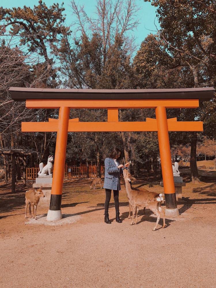 Nara, Japan Deer Park - Japan Travel - Amy Marietta