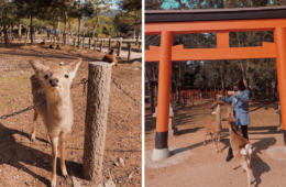 Nara Japan Deer Park - Amy Marietta