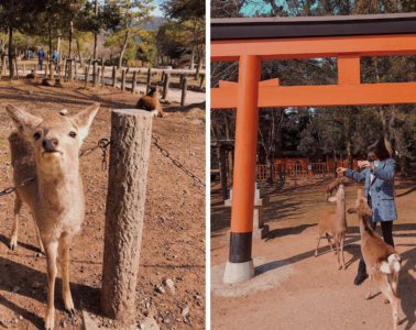 Nara Japan Deer Park - Amy Marietta