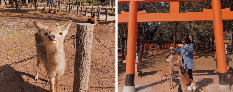 Nara Japan Deer Park - Amy Marietta