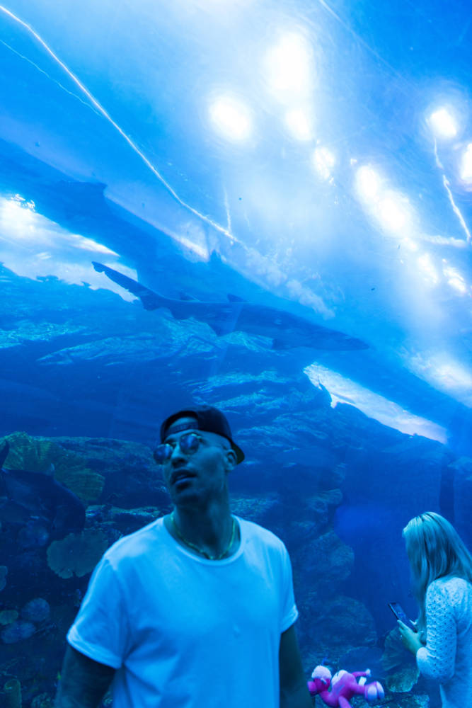 The Ultimate Dubai Travel Guide | Dubai Aquarium