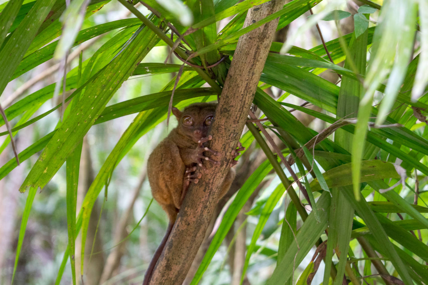 Tarsier Sanctuary Bohol - How To See All Of Bohol Philippines In A Day #bohol #tarsier #chocolatehills