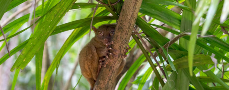 bohol philippines in one day