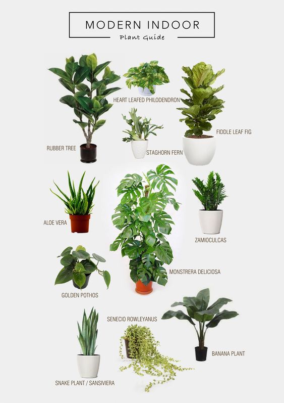 The Best Indoor Plants & How To Take Care Of Them