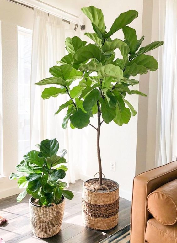 The Best Indoor Plants & How To Take Care Of Them