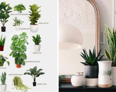 best indoor plants