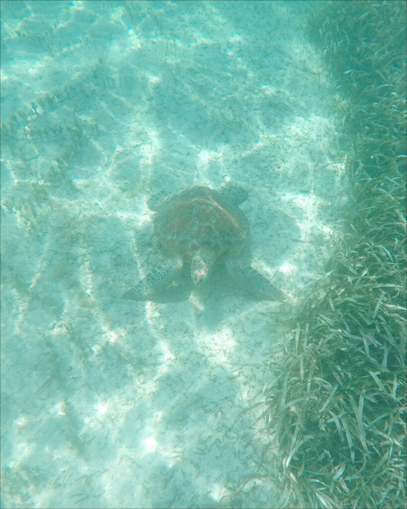 hol chan marine reserve turtle 