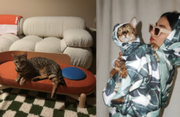 best indoor cat toys