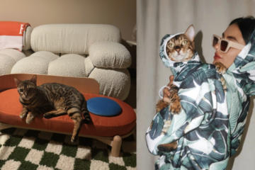 best indoor cat toys