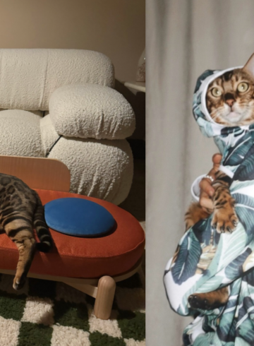 best indoor cat toys