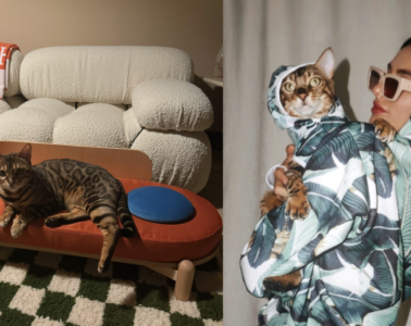 best indoor cat toys