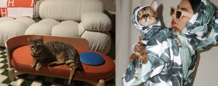 best indoor cat toys