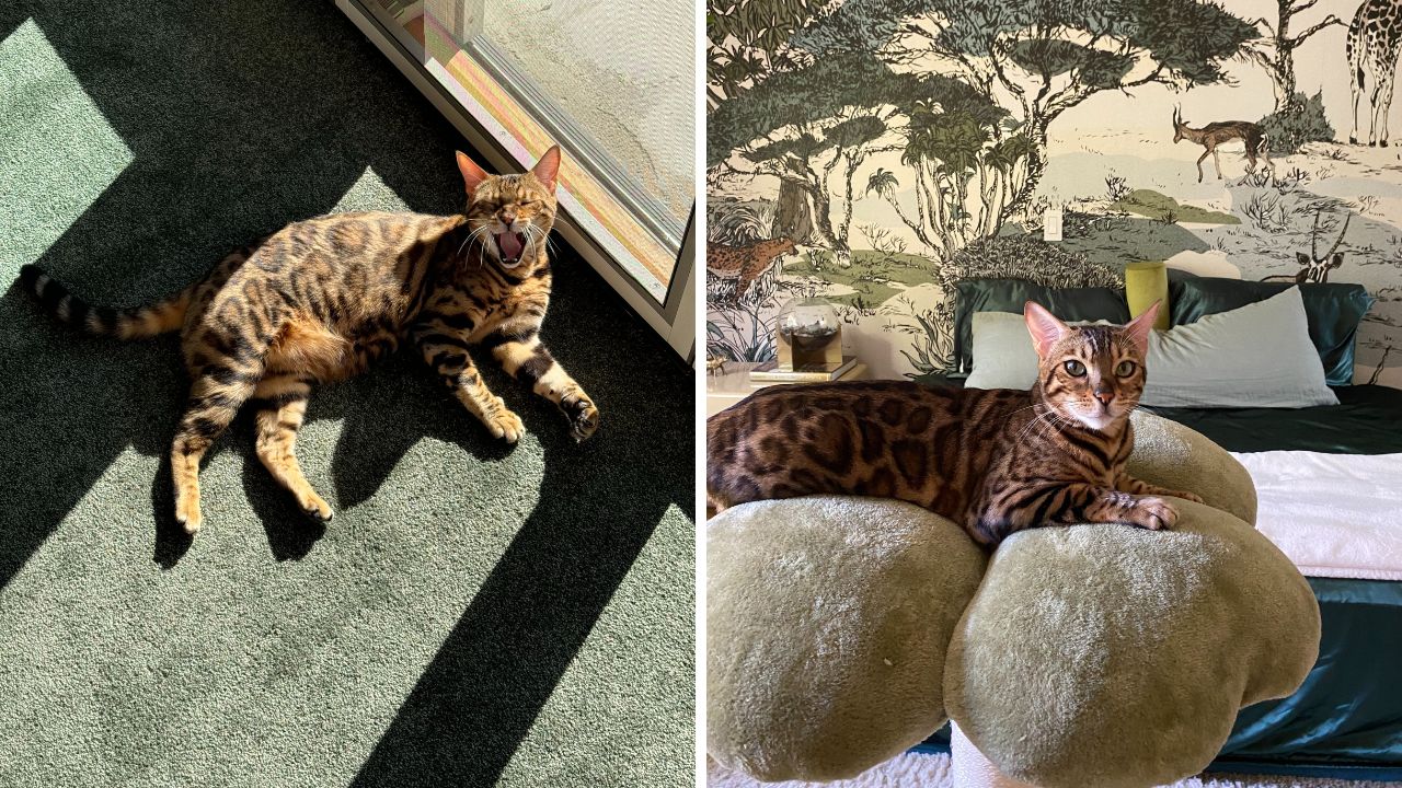 best cat toys amy marietta