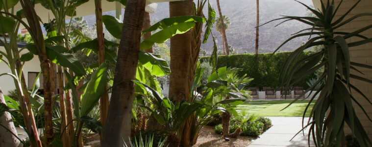 Palm Springs Travel Guide & Itinerary - amy marietta