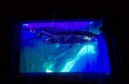 large whale sculpture luxury art installation custom hospitality art