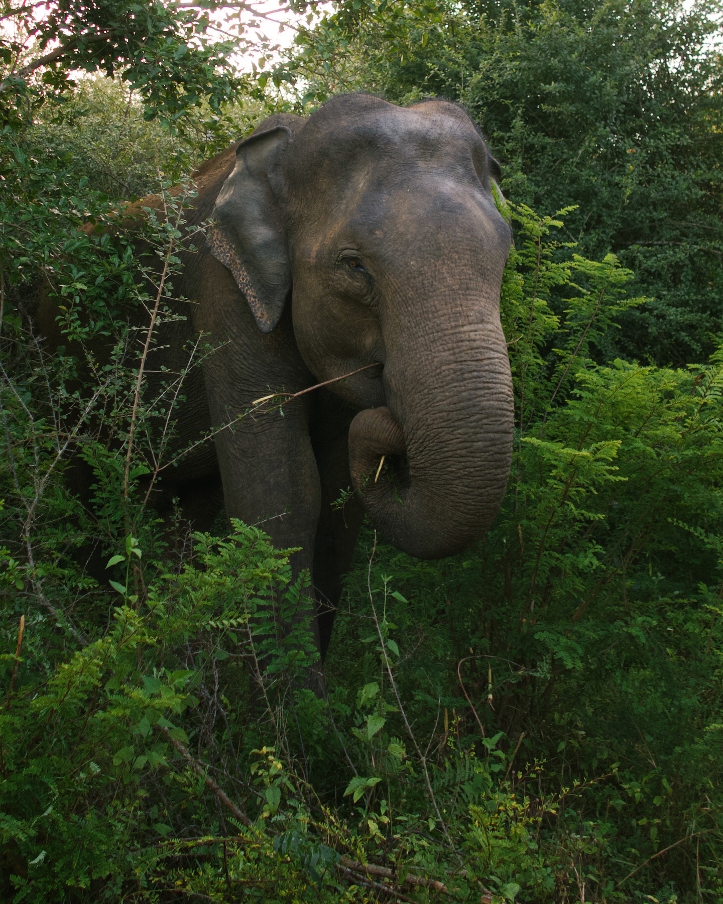 Udawalawe National Park Safari - elephants
