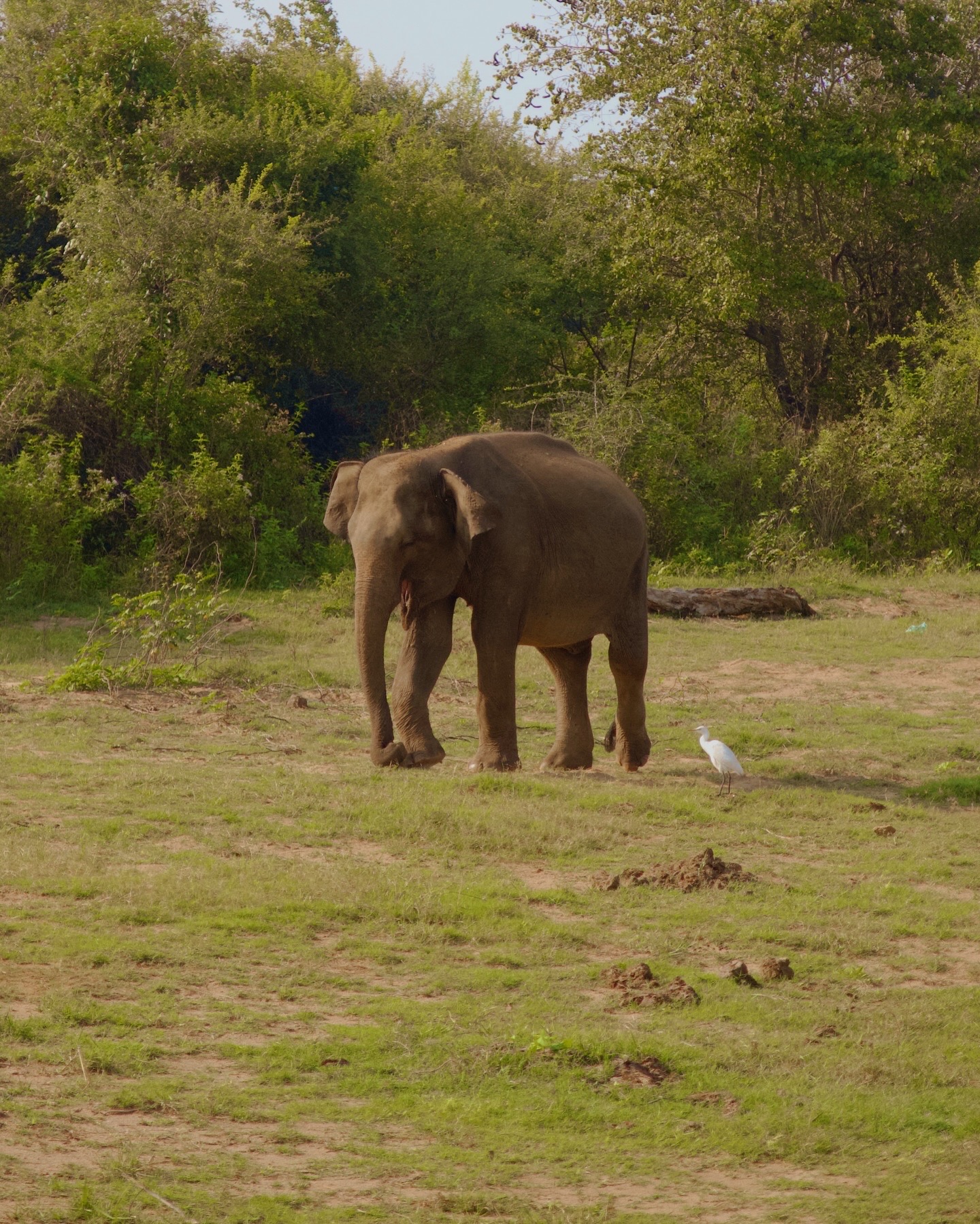 Udawalawe National Park Safari - elephants